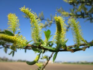 salix-alba_Saul-Blanc_Santé & Redox