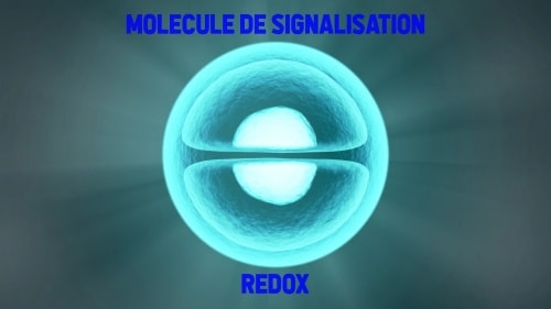 les chercheurs scientifiques se sont intéressés de près à la Signalisation Redox parce qu'elle active vos antioxydants et signale les gènes dans la cellule pour combattre le stress cellulaire.