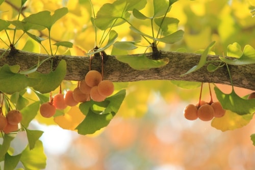 Ginkgo favorise la libido