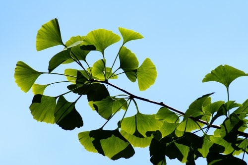 Les feuilles de Ginkgo sont des antioxidants puissants et favorisent la libido