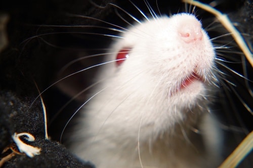 le Rat le sucre et la cocaïne