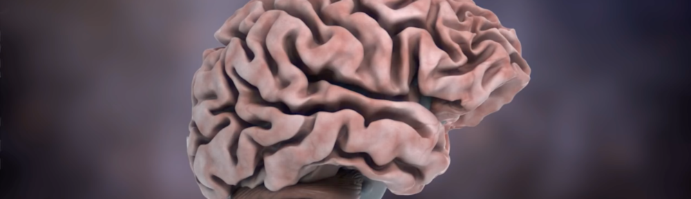 Le cerveau humain c'est un extraordinaire organe qui dirige notre organisme avec un parfait équilibre