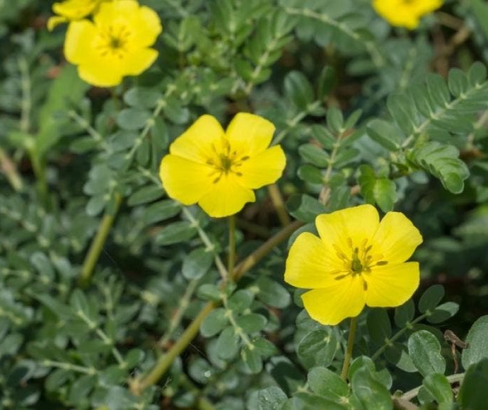 Fleur de tribulus aphrodisiaque