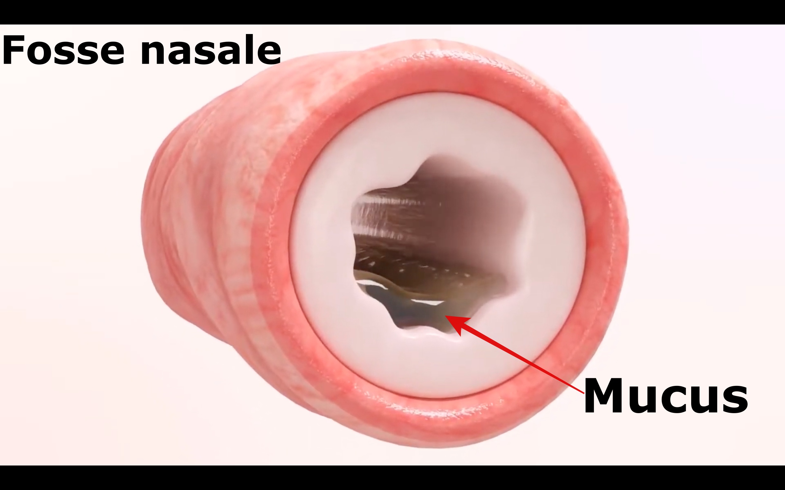 les-diff-rents-mucus-de-l-organisme-sant-redoxsant-redox