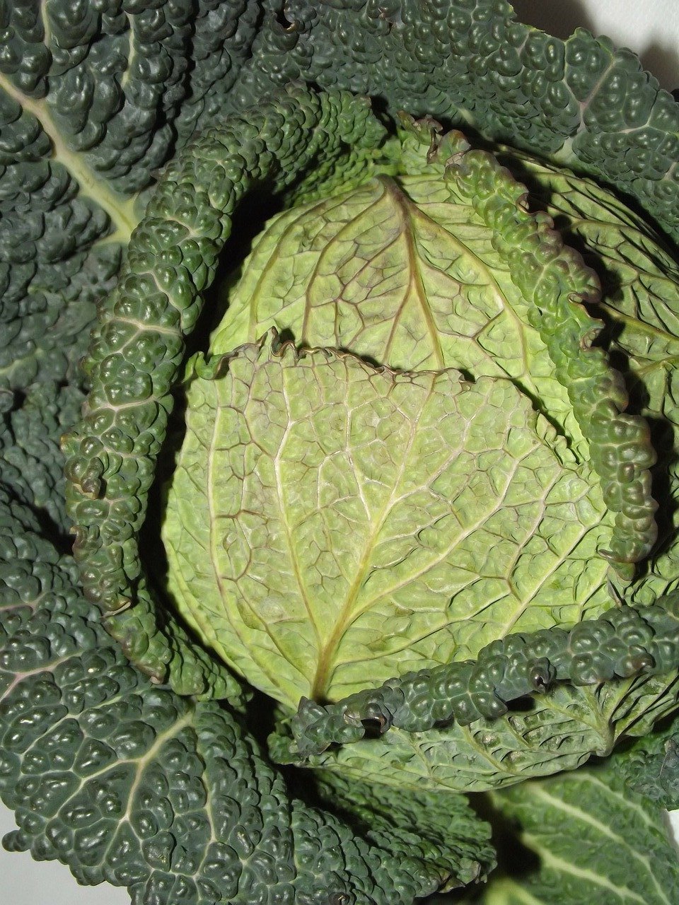 Chou vert et l'Oxyde Nitrique
