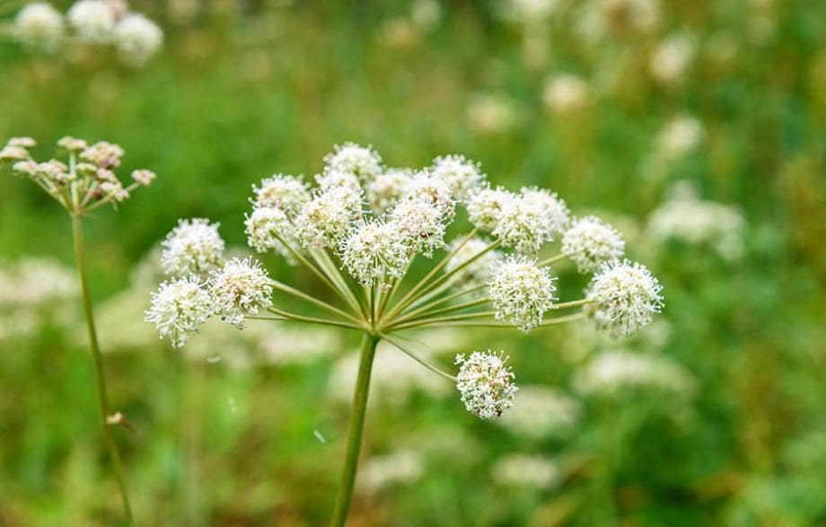 L'huile essentielle d'Angélique blanche pour le calme émotionnel