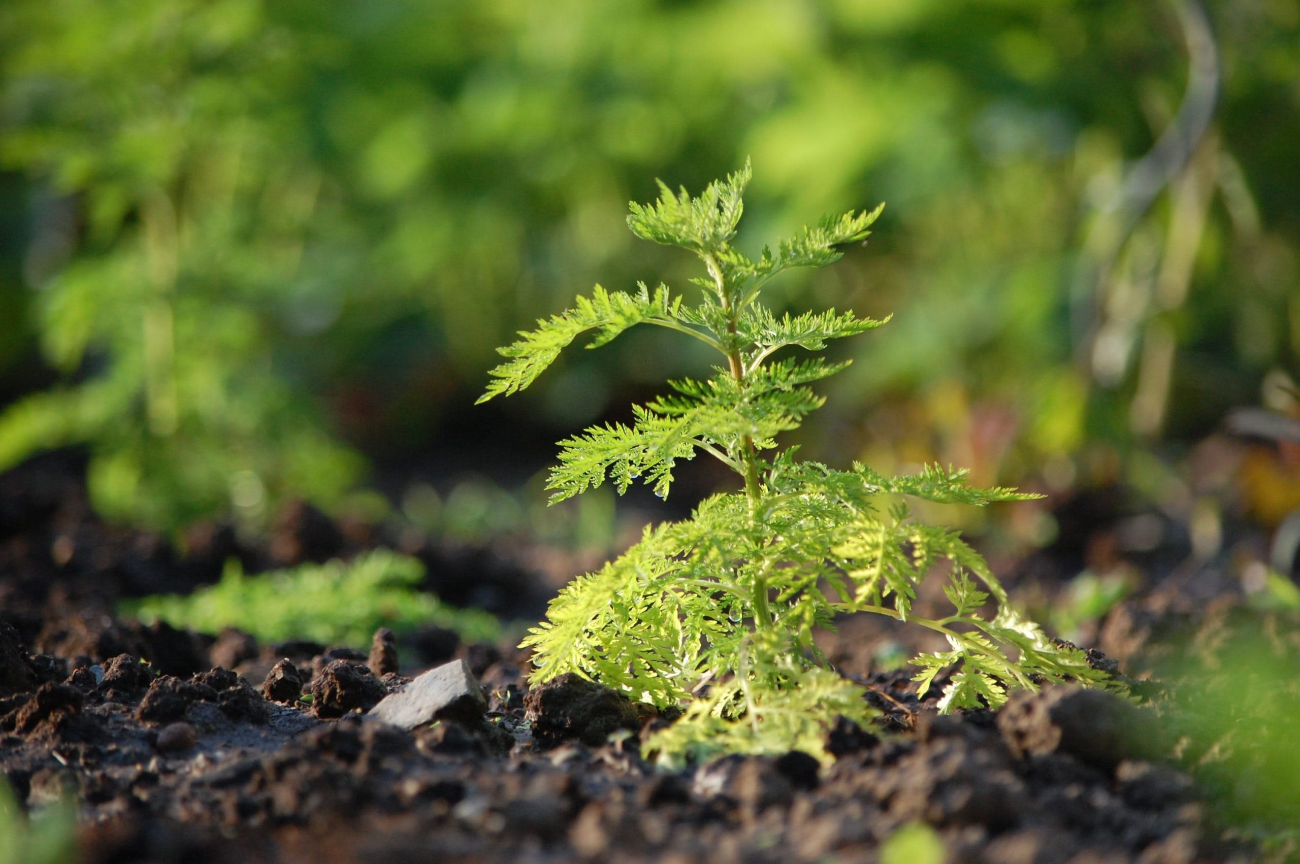 L'Artemisia annua en médecine est utilisée en aromathérapie, comme remède populaire contre la fièvre et comme stimulant du système immunitaire grâce à ses propriétés antivirales et antifongiques.