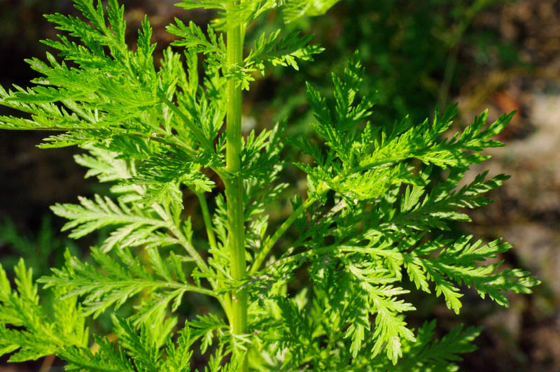 Artémisia annua