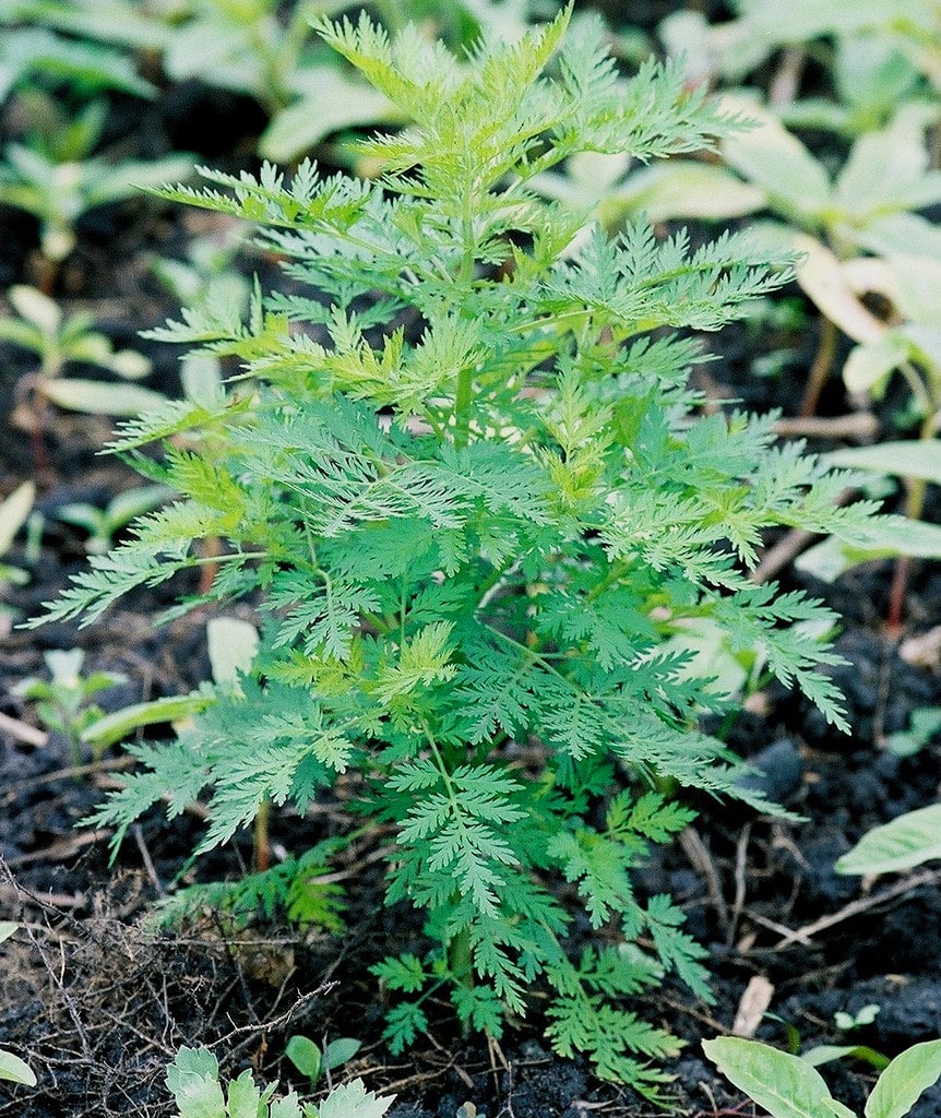 L'artémisinine est une lactone dérivée de la plante Artemisia annua. Le nom commun de cette plante est l'absinthe douce ou Qing Hao en médecine traditionnelle chinoise.