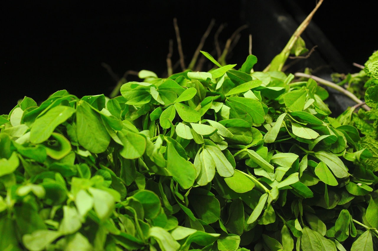 Les feuilles de Fenugrec sont une mine de minéraux et de vitamines, riches en vitamines telles que la thiamine, l'acide folique, la riboflavine, la niacine, les vitamines A, B6, C et K. Le Methi contient également des minéraux tels que le cuivre, le potassium, le calcium, le fer, le sélénium, le zinc, le manganèse et le magnésium.