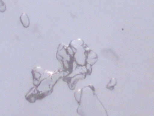 Grains de Kefir vue au microscope