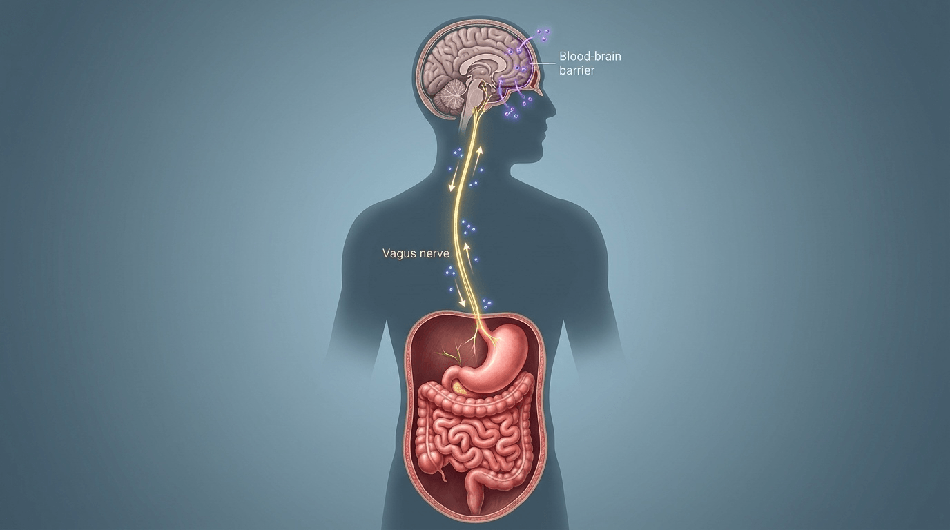 Représentation anatomique haute fidélité de l'axe intestin-cerveau (gut-brain axis), avec le nerf vague reliant directement l'intestin au cerveau pour la transmission des signaux neurochimiques.