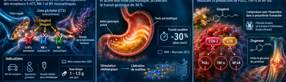 infographie split‑screen cinéma. Panneau gauche – Anti‑nausée : synapse vagale au niveau de la CTZ (chemo‑trigger zone) bloquée par les gingérols/shogaols via antagonisme 5‑HT₃, NK‑1 (substance P) et récepteurs muscariniques M₁ ; indications : (a) cinétose (mer, avion, voiture), (b) Hyperemesis Gravidarum 1er trimestre, (c) nausées chimio‑induites (étude NAPSTER 2024, cohorte GASTO‑ONCO), dose Marx 2023 = 1‑1,5 g poudre/jour fractionnée. Panneau central – Vidange gastrique : estomac en coupe IRM avec antre activé et onde péristaltique motrice accélérée ; délai gastrique ‑30 % vs témoin (Marciani 2012, Am J Physiol Gastrointest) ; mécanisme cholinergique indirecte (↑ acétylcholine via Ca²⁺ voltage‑dépendants, stimulation motiline & CCK duodénal). Panneau droit – Anti‑inflammation : inhibition COX‑2 et LOX‑5 par les gingérols ; ↓ PGE₂, ↓ TNF‑α, ↓ IL‑1β, ↓ NF‑κB ; analogie AINS (étude SR = 1,11 vs ibuprofène polyarthrite rhumatoïde, méta‑analyse Bartels 2014, n = 3 210) ; zingerones bloquent la glycation avancée des protéines (lien avec la carnosine). Bandeau bas – Glycémie : cellule musculaire insulino‑sensible avec ↑ translocation GLUT4 et phosphorylation p‑AMPK ; méta‑analyse Jafarnejad 2017 (n = 494, T2D) – HbA1c ‑0,28 %, glycémie à jeun ‑1,7 mmol/L, insuline à jeun ‑1,4 µU/mL, parallèle avec la berbérine.