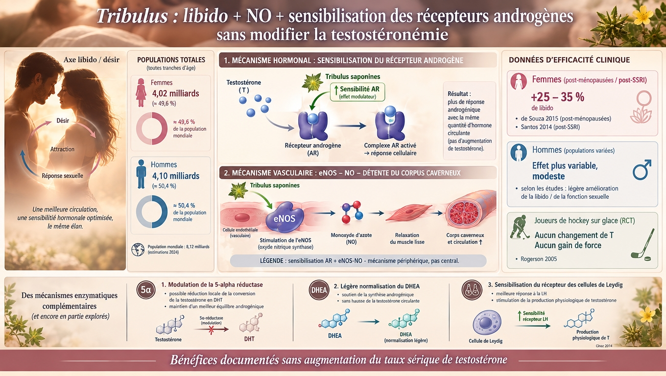 sensibilisation AR, eNOS-NO périphérique — Tribulus agit localement sans booster la testostérone centrale, avec un effet plus marqué chez la femme.