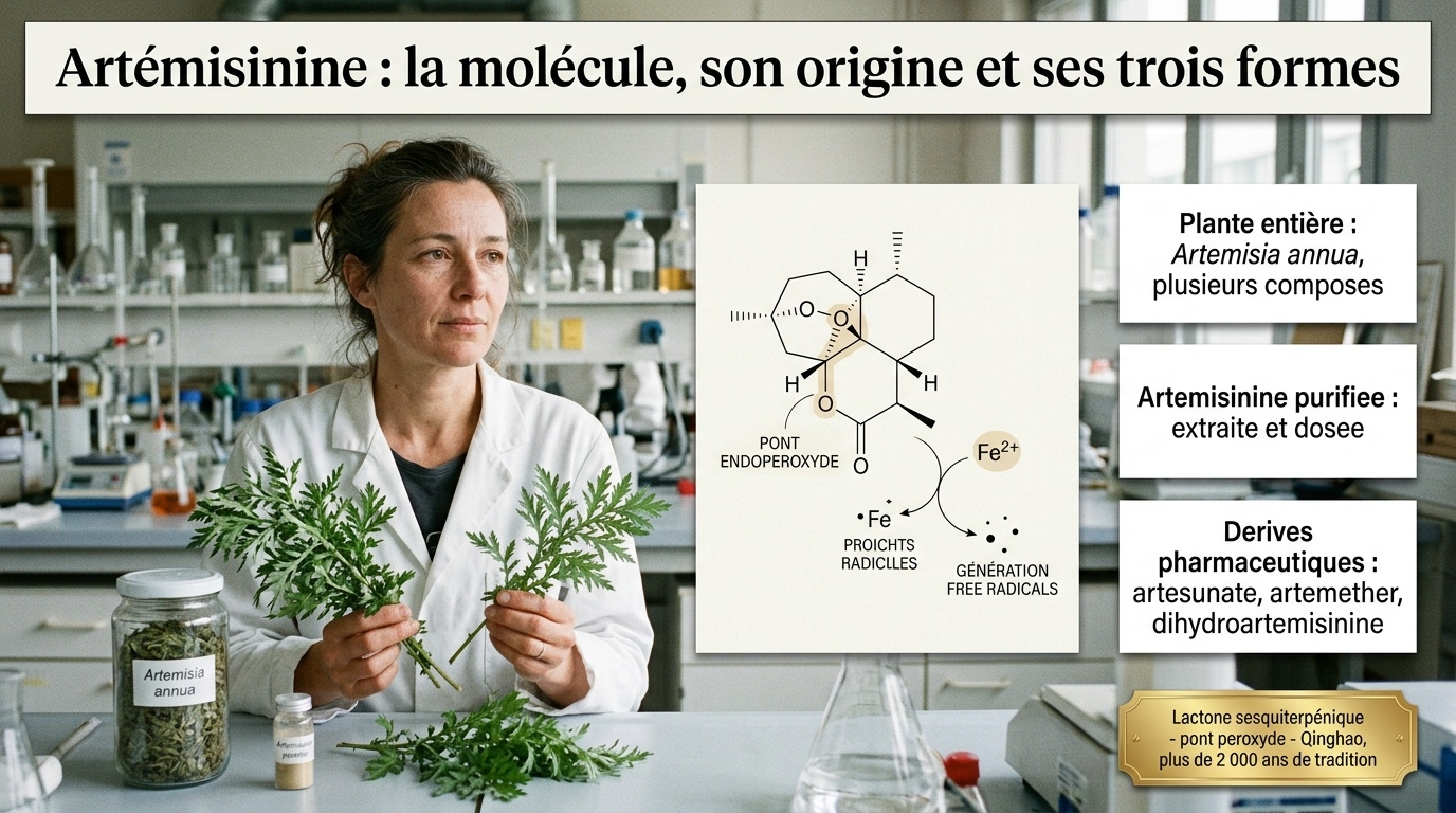 Artémisinine = lactone sesquiterpénique à pont peroxyde, extraite d'Artemisia annua (Qinghao) ; distinguer plante entière, molécule purifiée et dérivés pharmaceutiques.